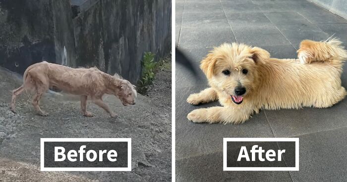 The Unrecognizable Transformation Of A Rescued Dog That Went From Bald To Blonde