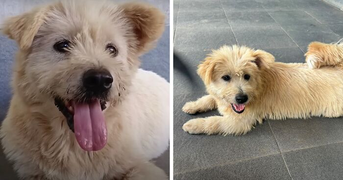 Inspiring Rescue Transformation Story Of A Dog That Went From Scared And Bald To Cuddly Blonde