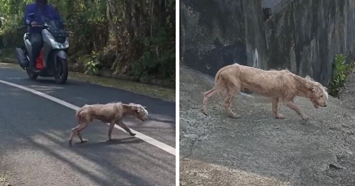 Dog Looks Unrecognizable In Two Months After Getting Rescued And Growing Beautiful Blonde Fur