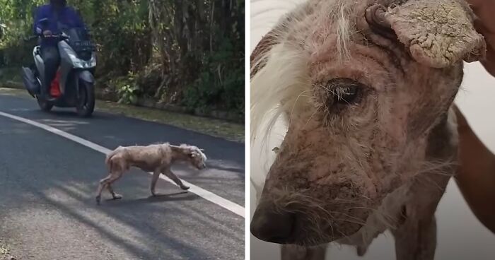 Heartwarming Transformation Story Of A Scared, Hairless Stray That Turned Into The Most Loving Dog