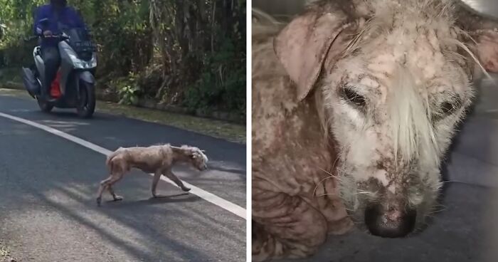 Heartwarming Transformation Story Of A Dog That Went From Bald And Fearful To Cute Cuddle Bear