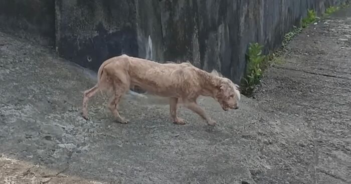 This Hairless Stray Dog Had An Amazing Transformation Thanks To The Rescue Team In Bali