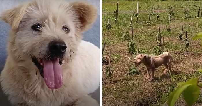 The Unrecognizable Transformation Of A Rescued Dog That Went From Bald To Blonde