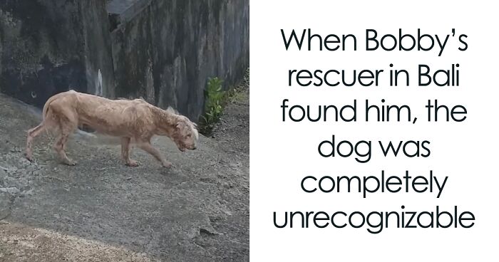 Inspiring Rescue Transformation Story Of A Dog That Went From Bald And Fearful To Cute Cuddle Bear