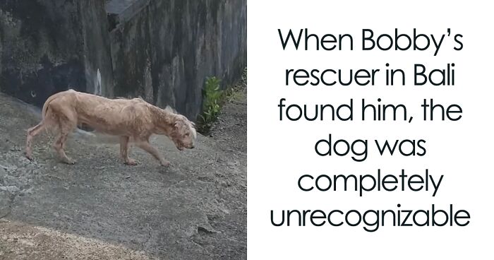 Dog Transforms From Hairless And Fearful To Loving And Fluffy In Just Two Months After Rescue