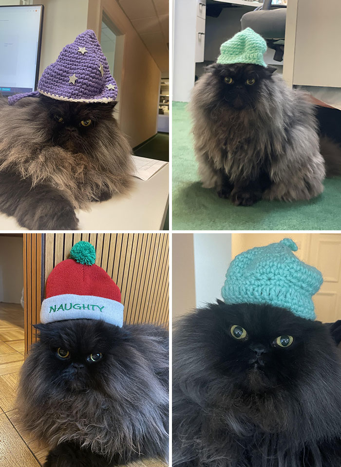My Coworker And I Have Been Putting Little Hats On The Office Cat