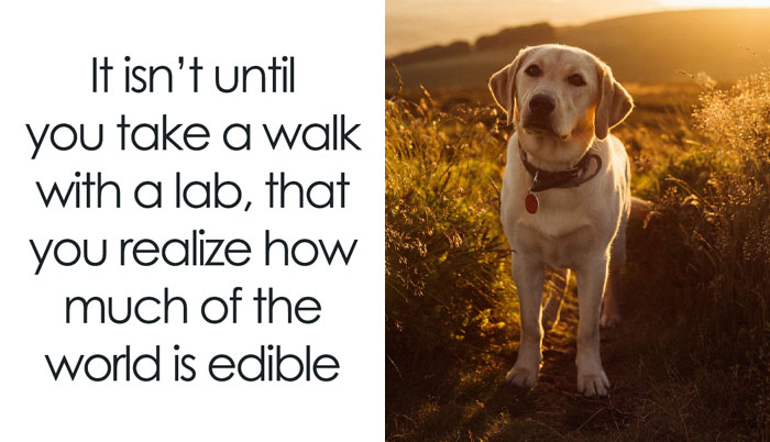 50 Soul-Healing Dog Memes That Are Cute And Funny At The Same Time