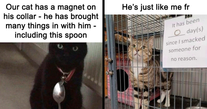 “Tag My Cat”: 60 Adorable Cat Memes To Brighten A Gloomy Day