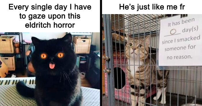 60 Cat-Tastic Memes To Send To Your Cat-Obsessed Grandma