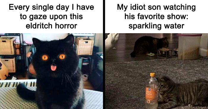 60 Of The Best Memes Featuring Cats