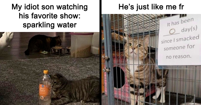 60 Cat Memes That Got Members Of This FB Group Chuckling