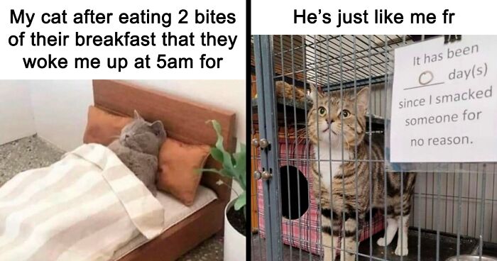 60 Hilarious Cat Memes For Cat Owners And Enthusiasts Alike