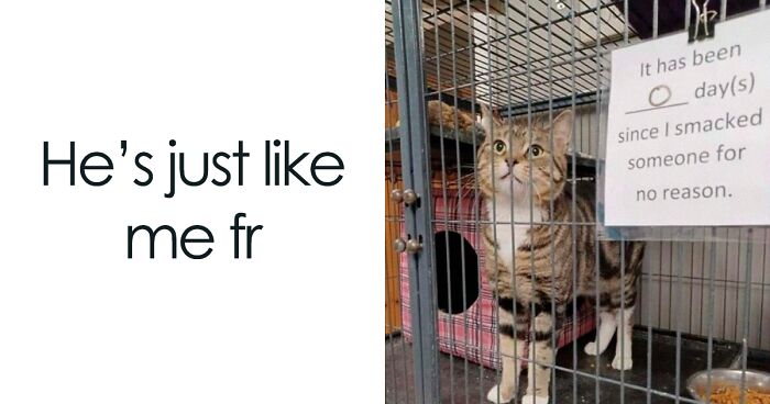 This FB Page Unites Cat Owners Wishing They Could Tag Their Kitties In These Hilarious Memes