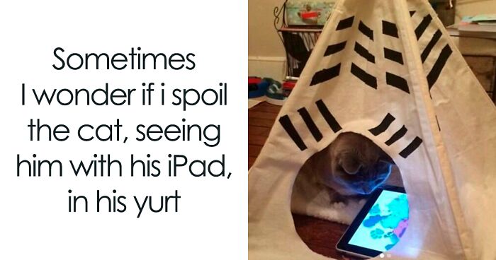 60 Adorable Cat Memes From This Dedicated FB Group To Make Both You And Your Friends Laugh