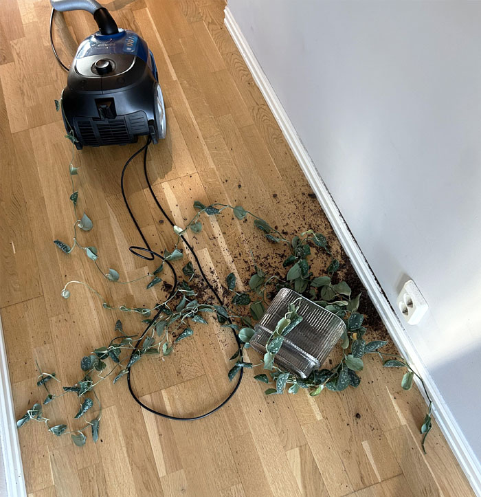 The Plant Got Caught In The Wheel Of The Vacuum After I Finished Vacuuming