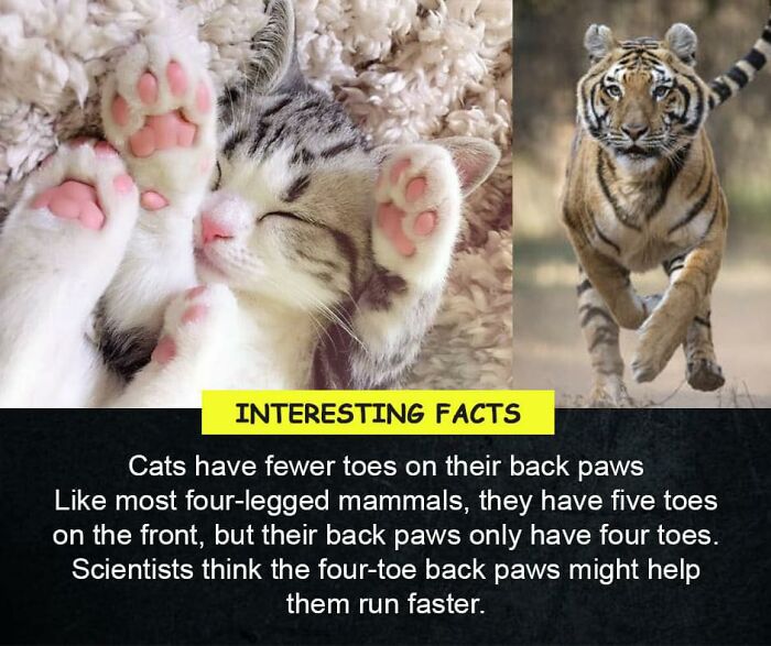 Interesting-Facts-Random