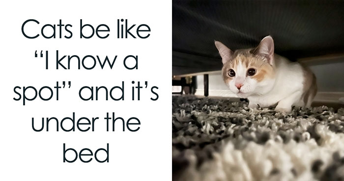 If You’re Having A Rough Day, These 50 Wholesome Cat Pics And Memes May Cheer You Up
