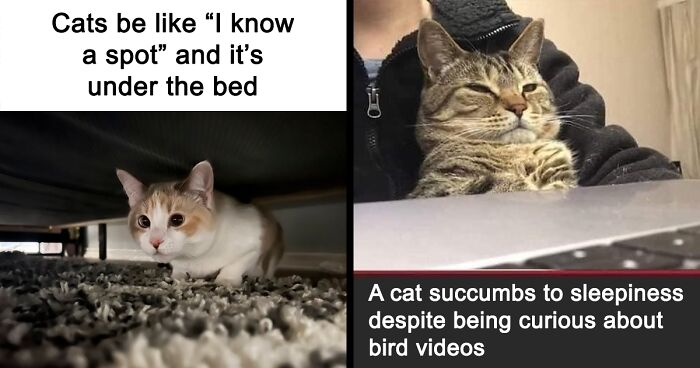 63 Cute And Funny Cat Pictures And Memes, Shared By This Facebook Page
