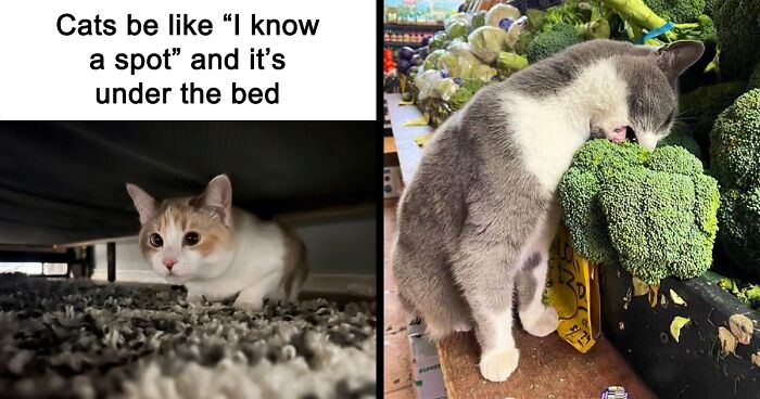 63 Cute And Funny Cat Pictures And Memes, Shared By This Facebook Page