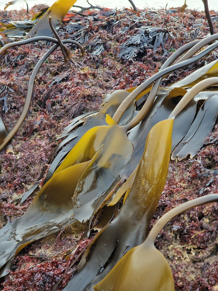 Kelp Growth