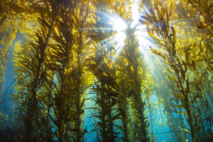 Kelp Forests