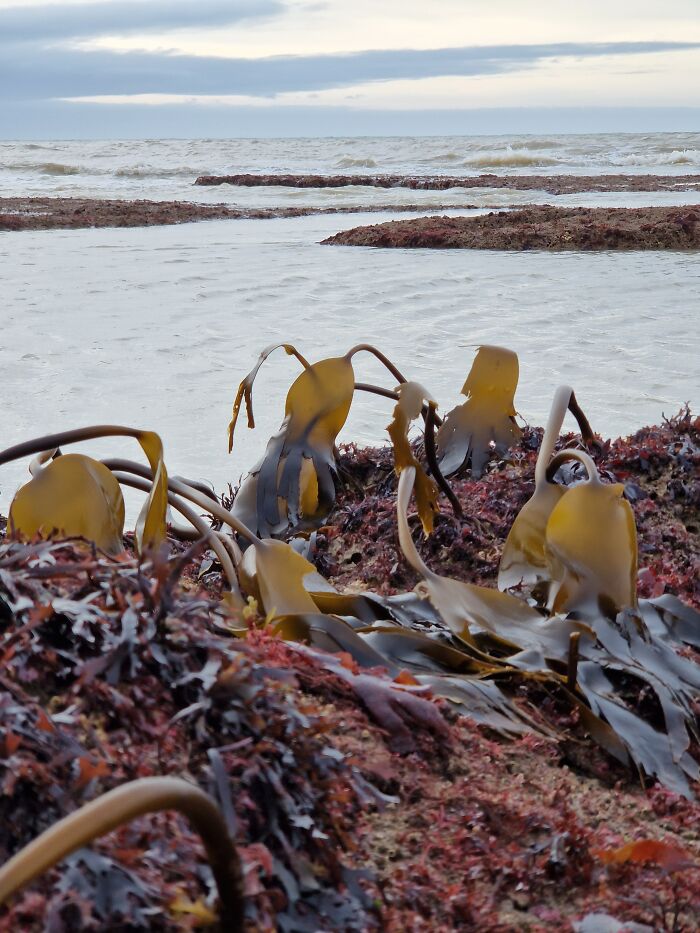 Kelp On The Rocks