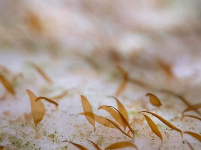 Microscopic Kelp Growth