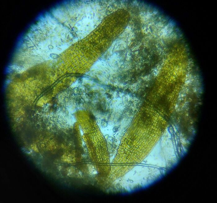 Microscope View