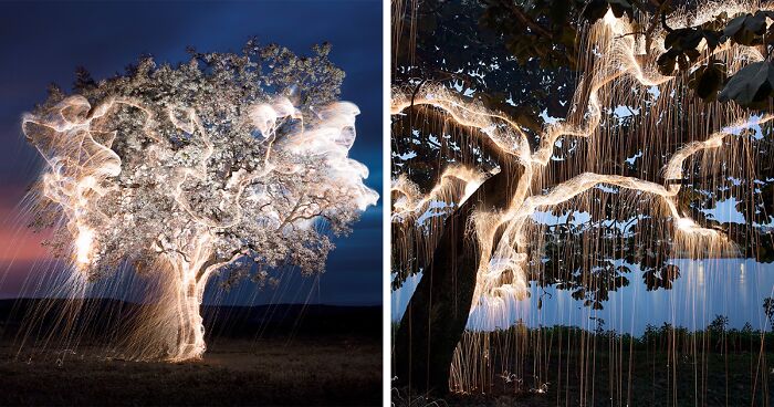 Photographer Captured 35 Enchanting Pictures Of Trees Filled With Sparkles Of Light