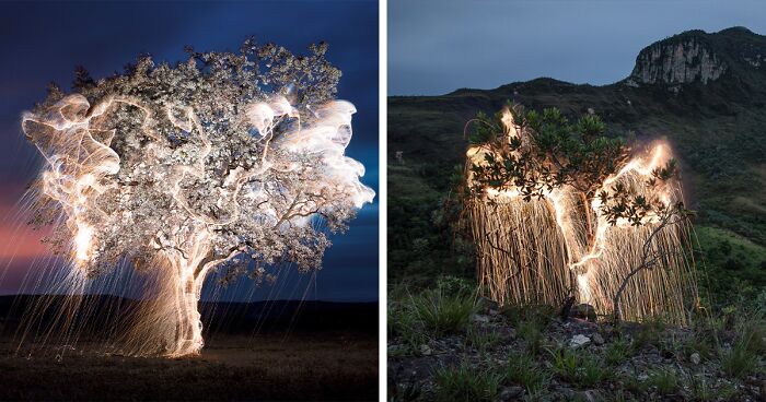 Photographer Captured 35 Enchanting Pictures Of Trees Filled With Sparkles Of Light