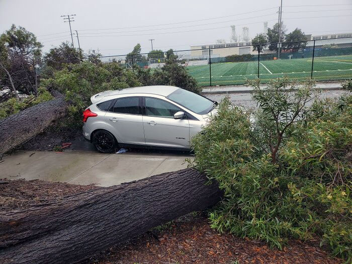 During A Storm, A Split Tree Fell On Either Side Of A Car. Both Trunks Reached Across The Street But Didn't Damage A Car