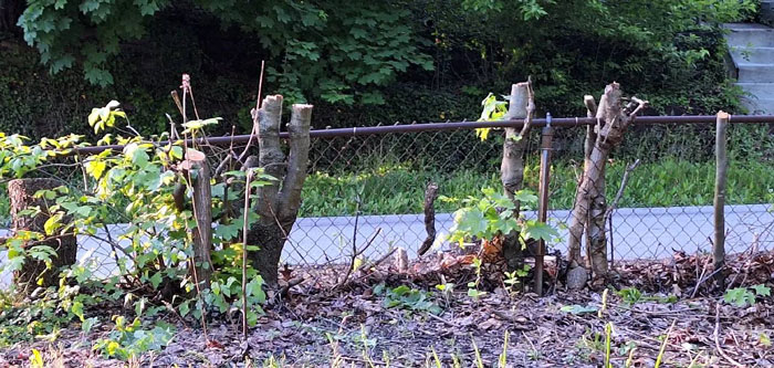 Woman Looks On In Shock As Landscapers Sent By Neighbors Enter Her Yard And Chop All Her Trees