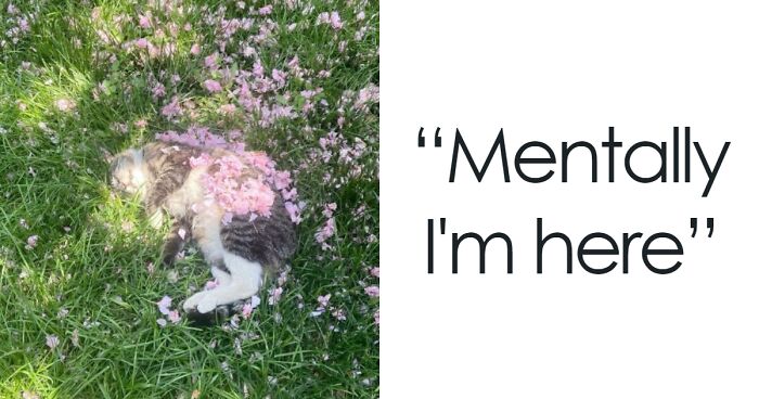 The “Out Of Context Cats” X Page Shares Cats Being Their Cute And Weird Selves (87 Pics)