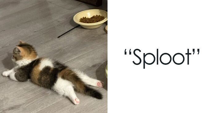 X Account Collects Cats “Out Of Context” And Here Are 87 Of The Cutest Pics (New Pics)