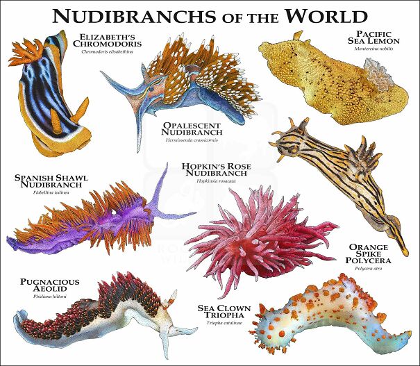 nudibranches.jpg