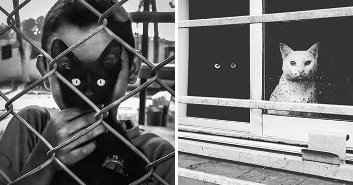 This Account Shared 29 Amusing Street Photos Featuring Cats
