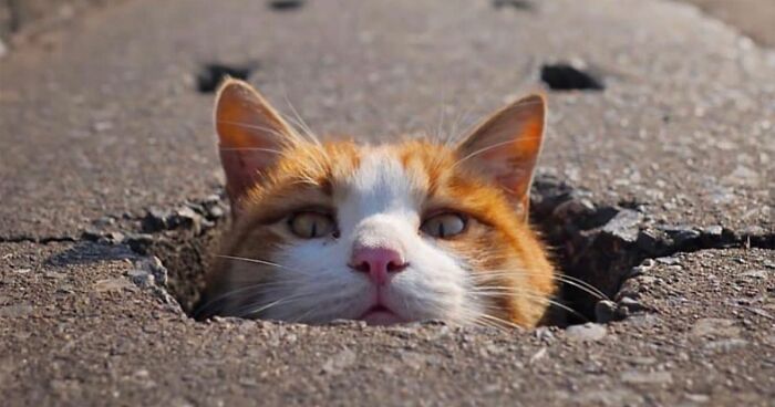 This Account Shares Amusing Street Photos, And Here Are The 29 Best Cat-Themed Ones