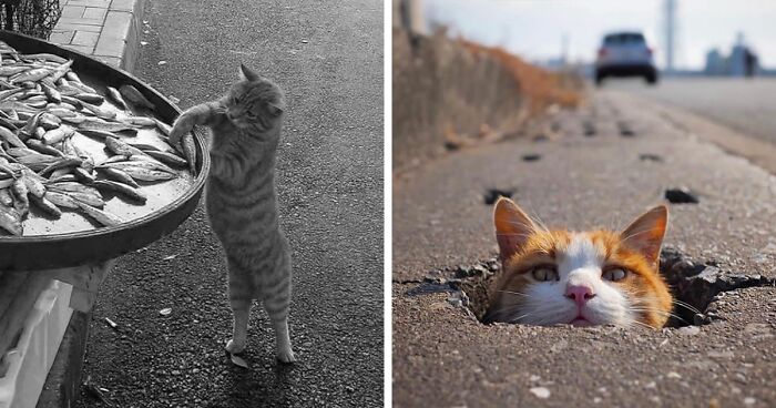 This Account Shared 29 Amusing Street Photos Featuring Cats