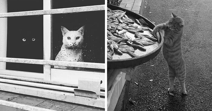 29 Best Cat-Themed Street Photos As Shared By This Account