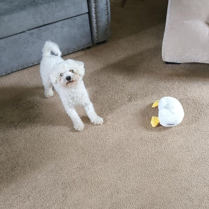 This Farting Duck Butt Plush Will Have Your Dog Rolling On The Floor Laughing 