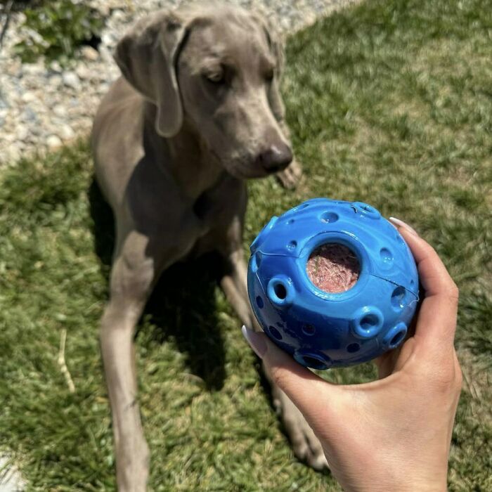 This Treat Dispensing Dog Toy Is The Brain Boost Your Dog Needs