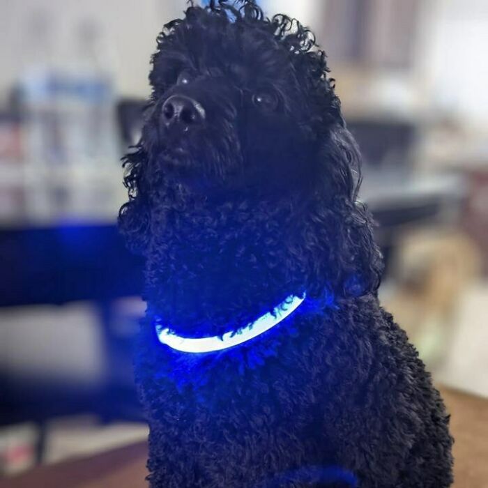 LED Dog Collar: Light Up Your Pup's Nighttime Adventures!