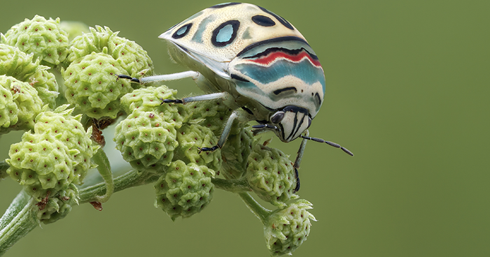 People Online Are Mesmerized By This Gorgeous Picasso Bug That Looks Straight Out Of A Painting