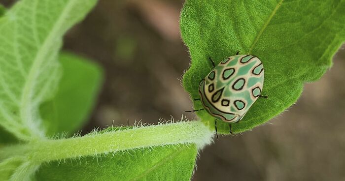 A Bug That Looks As If Painted By Picasso Takes Over The Internet As Netizens Can’t Get Enough Of It