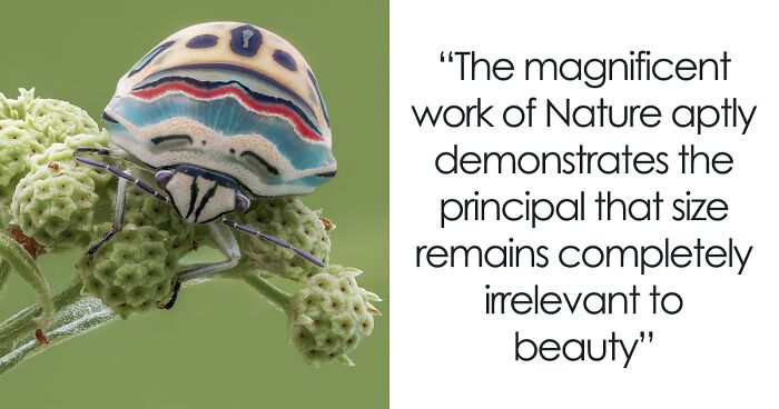 Gorgeous Bug That Was Named After Picasso Images Is Going Viral, People Online Love It
