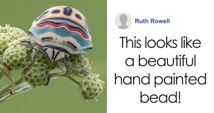 People Online Are Mesmerized By This Gorgeous Picasso Bug That Looks Straight Out Of A Painting