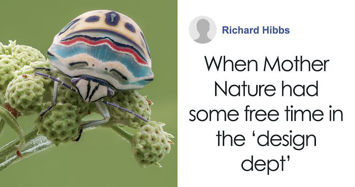 People Online Are Mesmerized By This Gorgeous Picasso Bug That Looks Straight Out Of A Painting