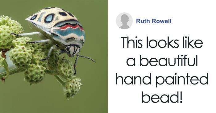 Gorgeous Bug That Was Named After Picasso Images Is Going Viral, People Online Love It