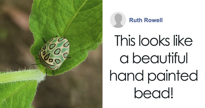 Gorgeous Bug That Was Named After Picasso Images Is Going Viral, People Online Love It