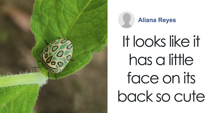 Gorgeous Bug That Was Named After Picasso Images Is Going Viral, People Online Love It
